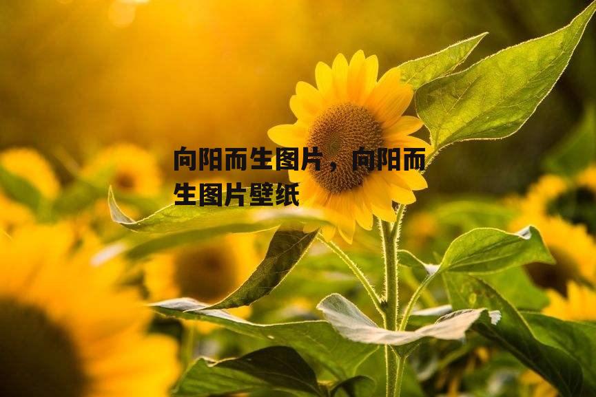 向阳而生图片，向阳而生图片壁纸