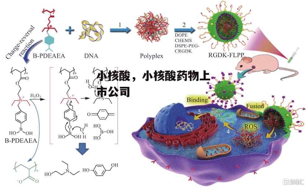 小核酸，小核酸药物上市公司