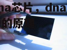 dna芯片，dna芯片的原理