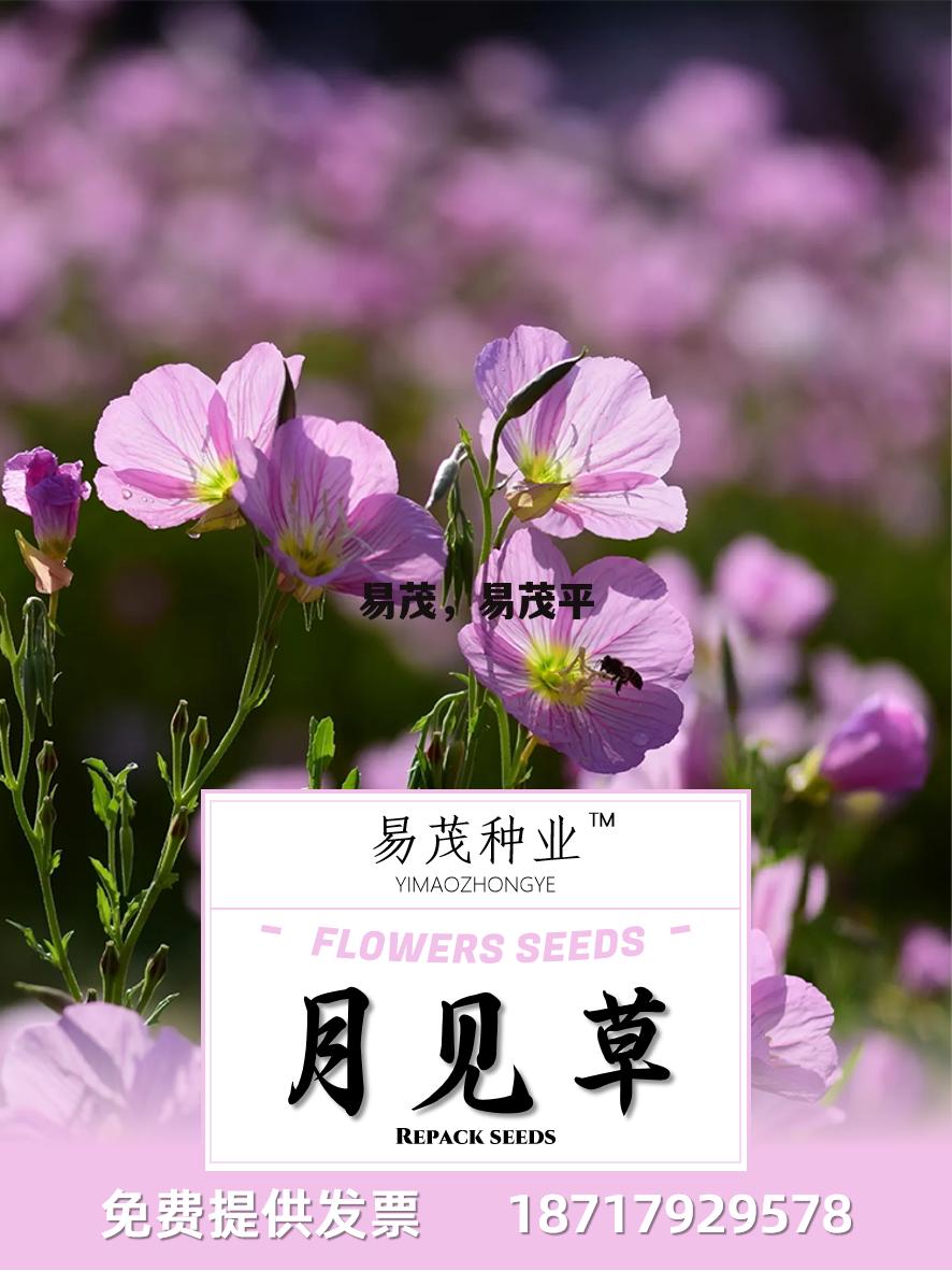 易茂，易茂平