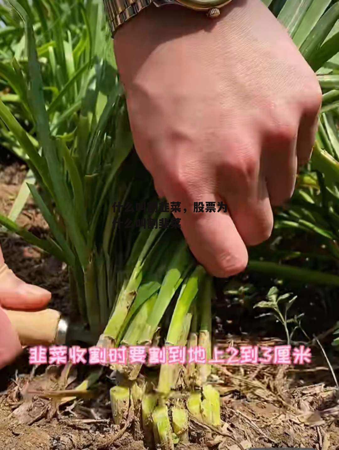 什么叫割韭菜，股票为什么叫割韭菜